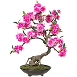 CREATIV green Bonsai cerasum, in Zementschale 50 cm