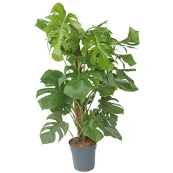Plant in a Box Fensterblatt - Monstera deliciosa Höhe 120-130cm
