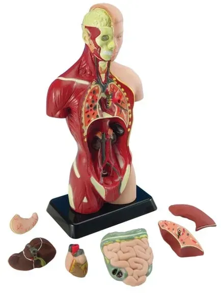Anatomiemodell Torso für Kinder 27 cm, mehrfarbig, Kunststoff, 8 Teile - ToyAcademy Lernmodell, Displayständer, Aktivitfbuch