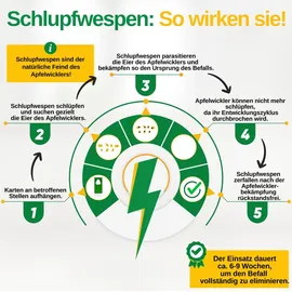 green guardia Schlupfwespen gegen Apfelwickler Pheromonfalle 3 Karten