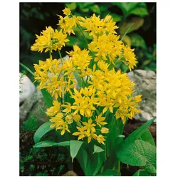 Allium moly, Goldlauch, leuchtend gelb, ca. 9x9 cm Topf