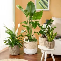 Scheurich Seegras 15 Ø 15 x 13 cm Weiß