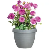 Scheurich Country Star 30, cm Durchmesser, 22.4 cm hoch, 12 l Vol.