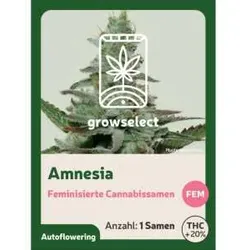 Amnesia | Automatik Cannabissamen von GrowSelect | 1 Hanfsamen