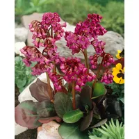 Pflanzen Für Dich Bergenia cordifolia 'Rote Schwester', Bergenie, rot,