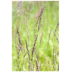 Molinia caerulea, Moorgras, ca. 9x9 cm Topf, zierlich