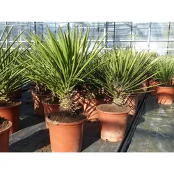 Yucca-Filamentosa 60 - 70cm , Palmlilie, Asparagaceae, Ferald's Yucca Winterhart -28 °C