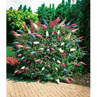 BALDUR Garten 1x dreifarbiger Schmetterlingsstrauch Papillion Tricolor, Pflanze im 12 cm-Topf, Buddleja davidii, Buddleia Schmetterlingsflieder, Sommerflieder, winterhart, trockenresistent