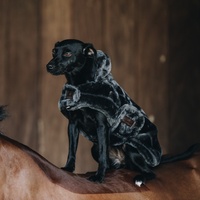 Kentucky Dogwear Hundemantel Fake Fur Kapuze Hundedecke Grau XS