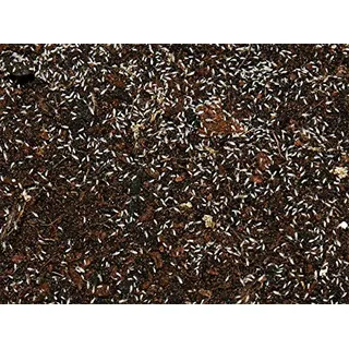Feeders & More - Tropische Springschwänze lebend 1x 500 ml Dose – Futterinsekten für Reptilien, Amphibien & Invertebraten – ideal als Lebendfutter oder Zuchtansatz – Deutschland, geschmacklos