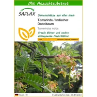 SAFLAX - Tamarinde/Indischer Dattelbaum - 4 Samen - Mit