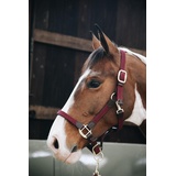 Kentucky Horsewear Stallhalfter Plaited Nylon Halfter geflochten - Bordeaux Cob