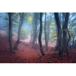 Fototapete PAPERMOON "Wald", bunt, B:3,50m L:2,60m, Vlies, Tapeten