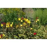PlantaPro Oenothera pilosella 'Yella Fella' 9x9 cm Topf – Winterhart, Mehrjährig, Pflegeleicht – Nachtkerze – Staude für Steingarten & Beet