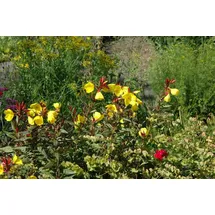 PlantaPro Oenothera pilosella 'Yella Fella' 9x9 cm Topf – Winterhart, Mehrjährig, Pflegeleicht – Nachtkerze – Staude für Steingarten & Beet