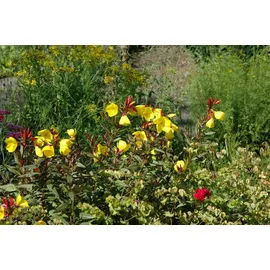 PlantaPro Oenothera pilosella 'Yella Fella' 9x9 cm Topf – Winterhart, Mehrjährig, Pflegeleicht – Nachtkerze – Staude für Steingarten & Beet