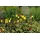PlantaPro Oenothera pilosella 'Yella Fella' 9x9 cm Topf – Winterhart, Mehrjährig, Pflegeleicht – Nachtkerze – Staude für Steingarten & Beet