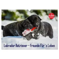 Calvendo Labrador Retriever - Freunde für ́s Leben (Wandkalender