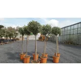 grünwaren Olivenbaum Olive 160 - 180 cm Hochstamm, beste Qualität, winterhart