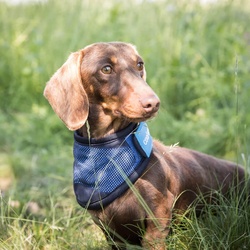 Cool on Track Cooling Bandana, M