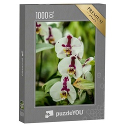 puzzleYOU Puzzle Puzzle 1000 Teile XXL „Eine blühende Orchidee der Gattung Phalaenopsis, 1000 Puzzleteile, puzzleYOU-Kollektionen Orchideen