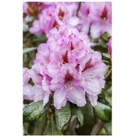 Pflanzen Für Dich Rhododendron Hybr. 'Diadem', Rhododendron, rosa Blüten,