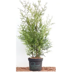 Thuja occidentalis 'Brabant', Lebensbaum, grün, 80–100 cm