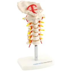 Anatomisches Halswirbelsäulen-Modell HWS-Modell HeineScientific