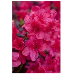 Rhododendron obt. 'Diamant Rot', leuchtend rot, 20–25 cm