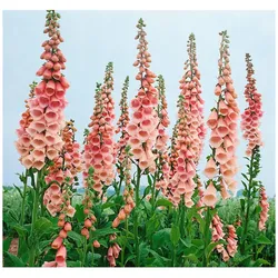 Digitalis purpurea 'Apricot', Fingerhut, apricotfarben, ca. 9x9 cm Topf