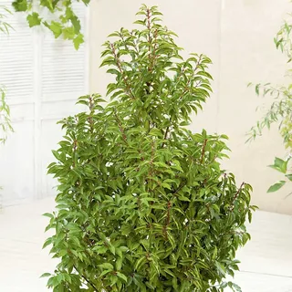 Portugiesischer Kirschlorbeer Angustifolia - Hecken Pflanze 20-30 cm immergrün & winterhart als Sichtschutz – Pilzfreie mehrjährige Lorbeerkirsche Prunus lusitanica von Garten Schlüter