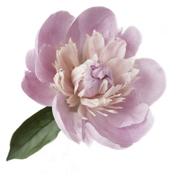 Wandtattoo QUEENCE „Alena“ Wandtattoos Gr. B/H: 80 cm x 80 cm, Blume, rosa Wandtattoos Natur