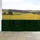 Proregal Windschutz Balkonsichtschutz 100 x 500 cm Grün Kunststoff