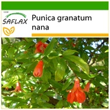 Saflax - Zwerg - Granatapfel - Punica granatum nana