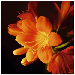 Glasbild ARTLAND "Clivie in leuchtendem Orange", orange (farbe bild(er): orange), B:30cm H:30cm, Bilder, in verschiedenen Größen