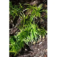 Pflanzen Für Dich Ophiopogon japonicus Minor Schlangenbart, ca. 9x9