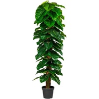 andas Kunstpflanze »Lovisa«, grün