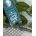 colour, Nagellack, Nr. 19, Grün, langanhaltend, Expressergebnis, schnelltrocknend, glänzend, acetonfrei, vegan, ohne Mikroplastikpartikel, ohne Konservierungsstoffe, 1er Pack (8ml)