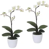 Kunstpflanze Orchidee Phalaenopsis Orchidee, Creativ green, Höhe 55 cm, im Keramiktopf beige|weiß