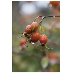 Rosa glauca, Rotblattrose, 60–100 cm, attraktive Hagebutten