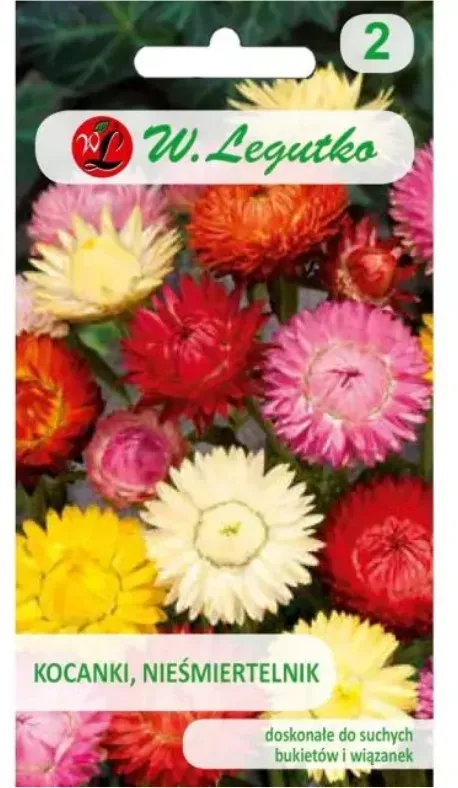 Helichrysum, Immortelle – hohe Mischung