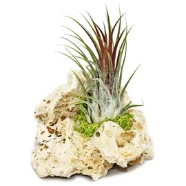 EXOTENHERZ Tillandsien auf Sansibar-Rock S 1 Pflanze