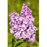 pflanzen-für-dich.de Edelflieder Andenken an Ludwig Späth' purpurfarbene Blüte 40–60 cm hoch