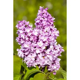 pflanzen-für-dich.de Edelflieder Andenken an Ludwig Späth' purpurfarbene Blüte 40–60 cm hoch