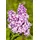 pflanzen-für-dich.de Edelflieder Andenken an Ludwig Späth' purpurfarbene Blüte 40–60 cm hoch