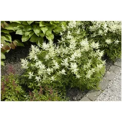Astilbe japonica 'Washington', Prachtspiere, weiß, ca. 9x9 cm Topf
