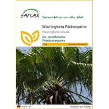SAFLAX - Washingtonia Fächerpalme - 12 Samen - Washingtonia robusta