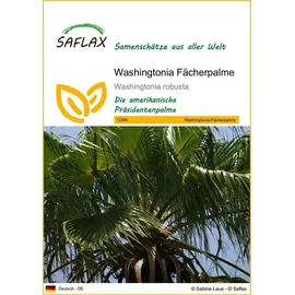 SAFLAX - Washingtonia Fächerpalme - 12 Samen - Washingtonia robusta
