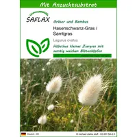 SAFLAX - Gräser-Bambus-Hasenschwanz-Gras/Samtgras - 100 Samen - Mit keimfreiem