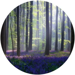 K&L Wall Art Vliestapete »Runde Vliestapete«, Wald GlockenBlumen Lichtung, mehrfarbig, matt - bunt